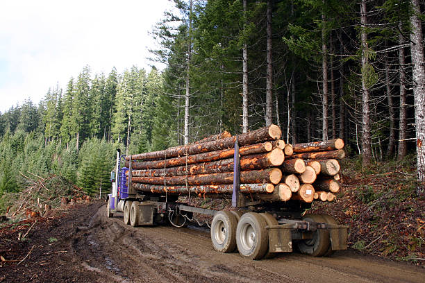 🌱 Why Do You Need a Phytosanitary Certificate for Wood Veneer in the UK?