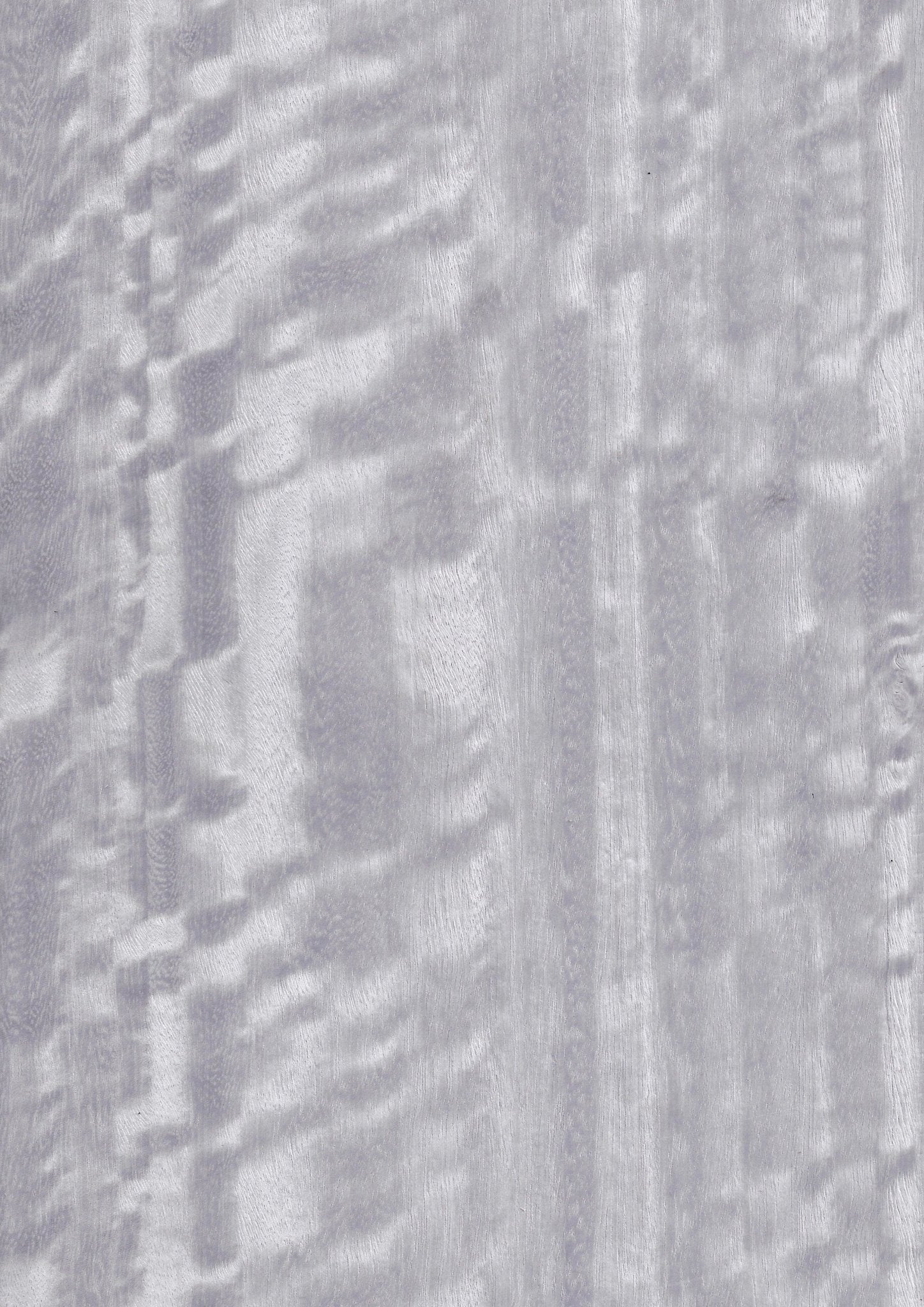 Eucalyptus GBF 115 - DF Richards