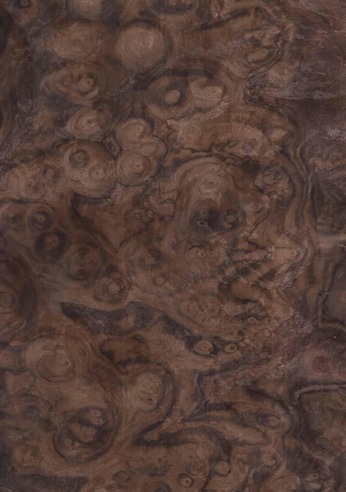 Wood Veneer - Walnut Burr - DF Richards Veneers