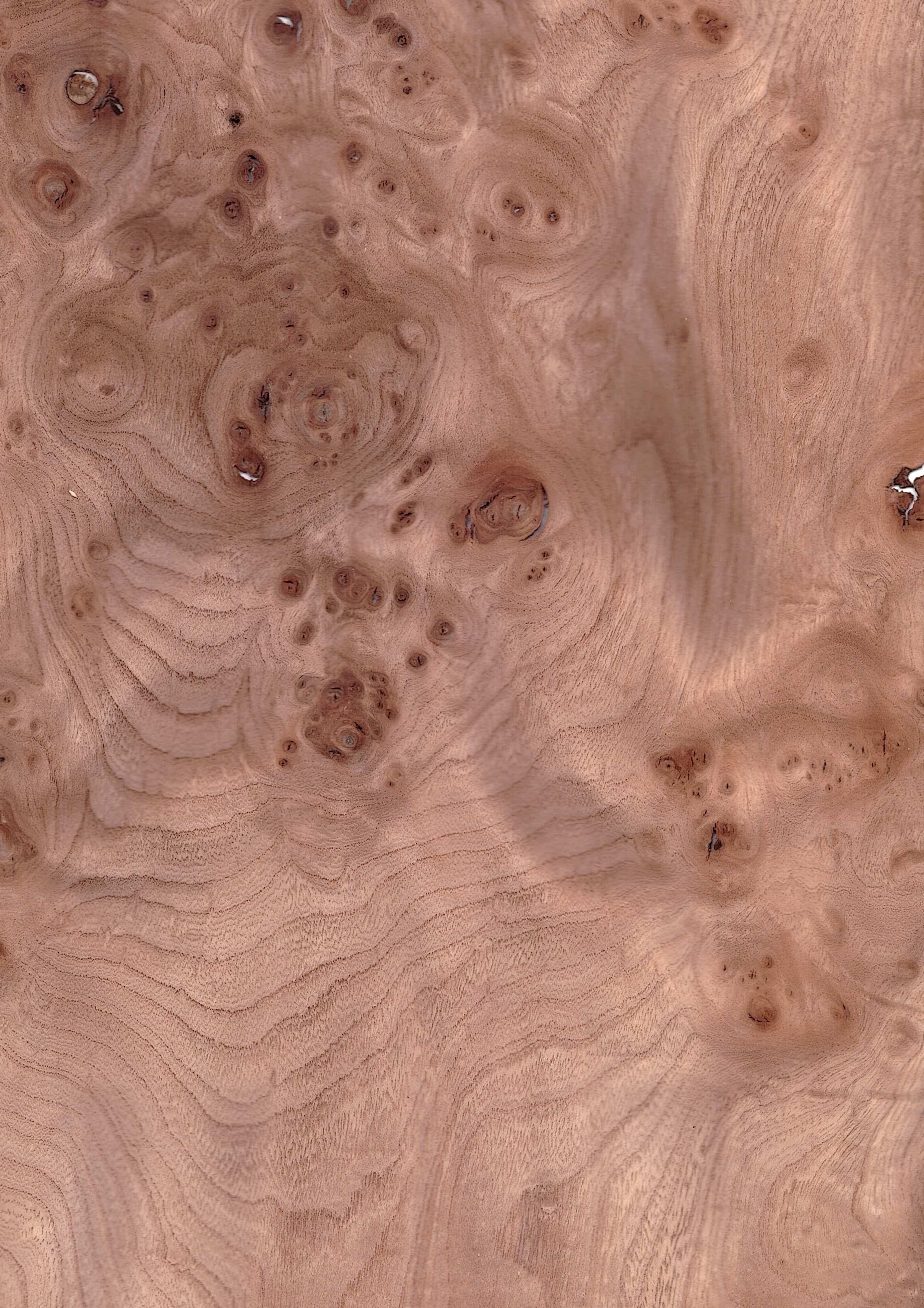 Popular Burr Veneer: A Hidden Gem for Statement Furniture Pieces