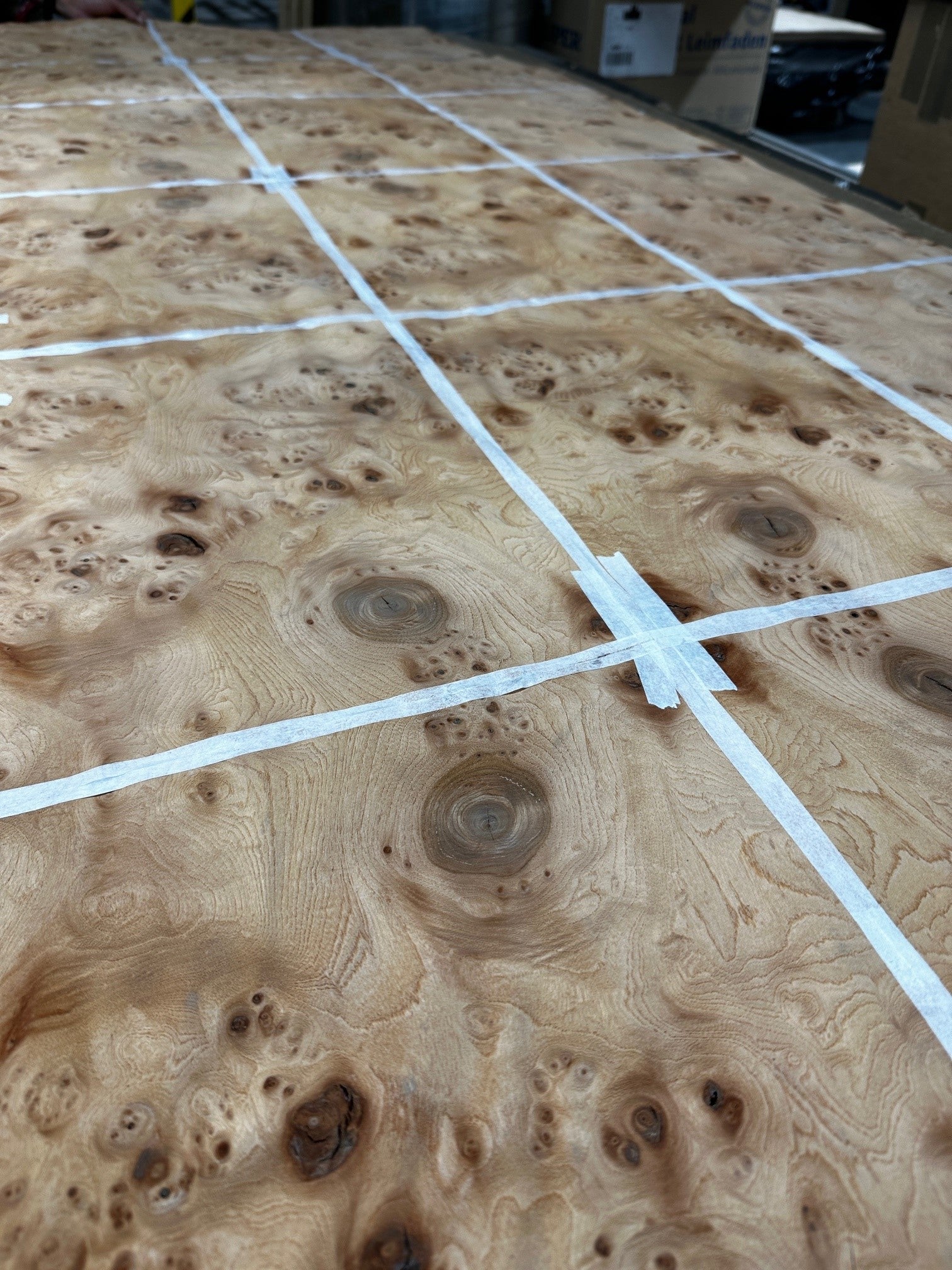 Elm Burr