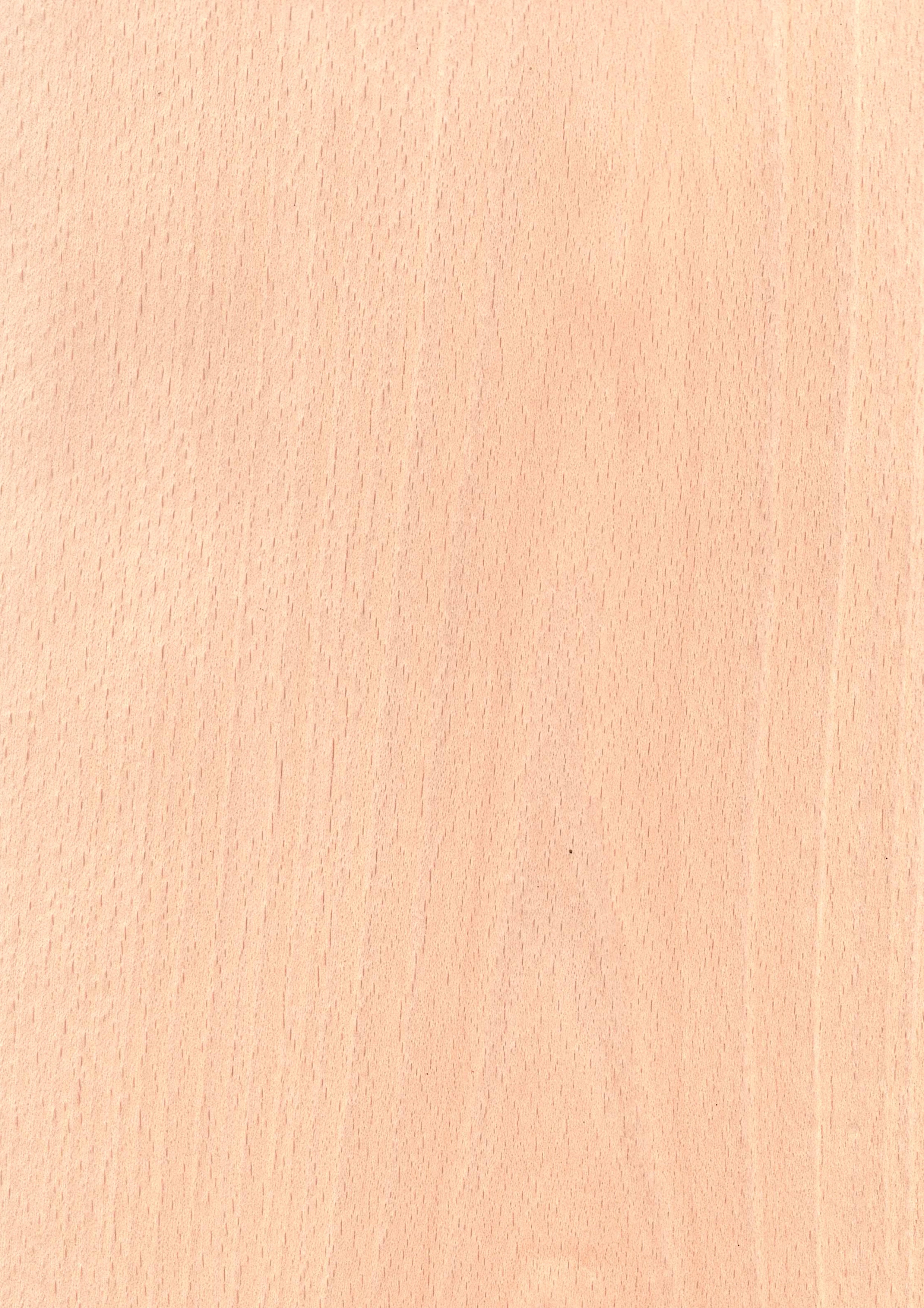 White Beech